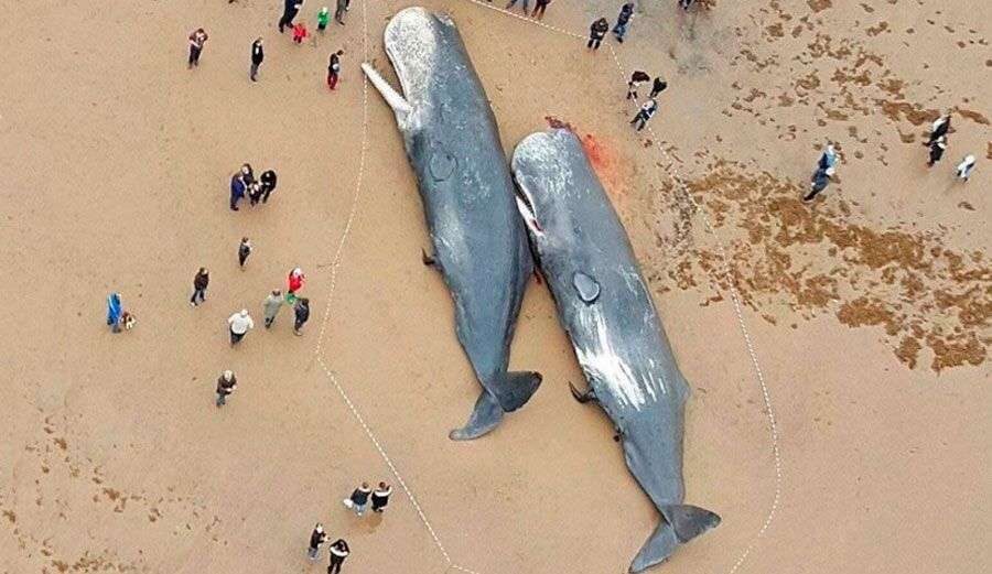 whales
