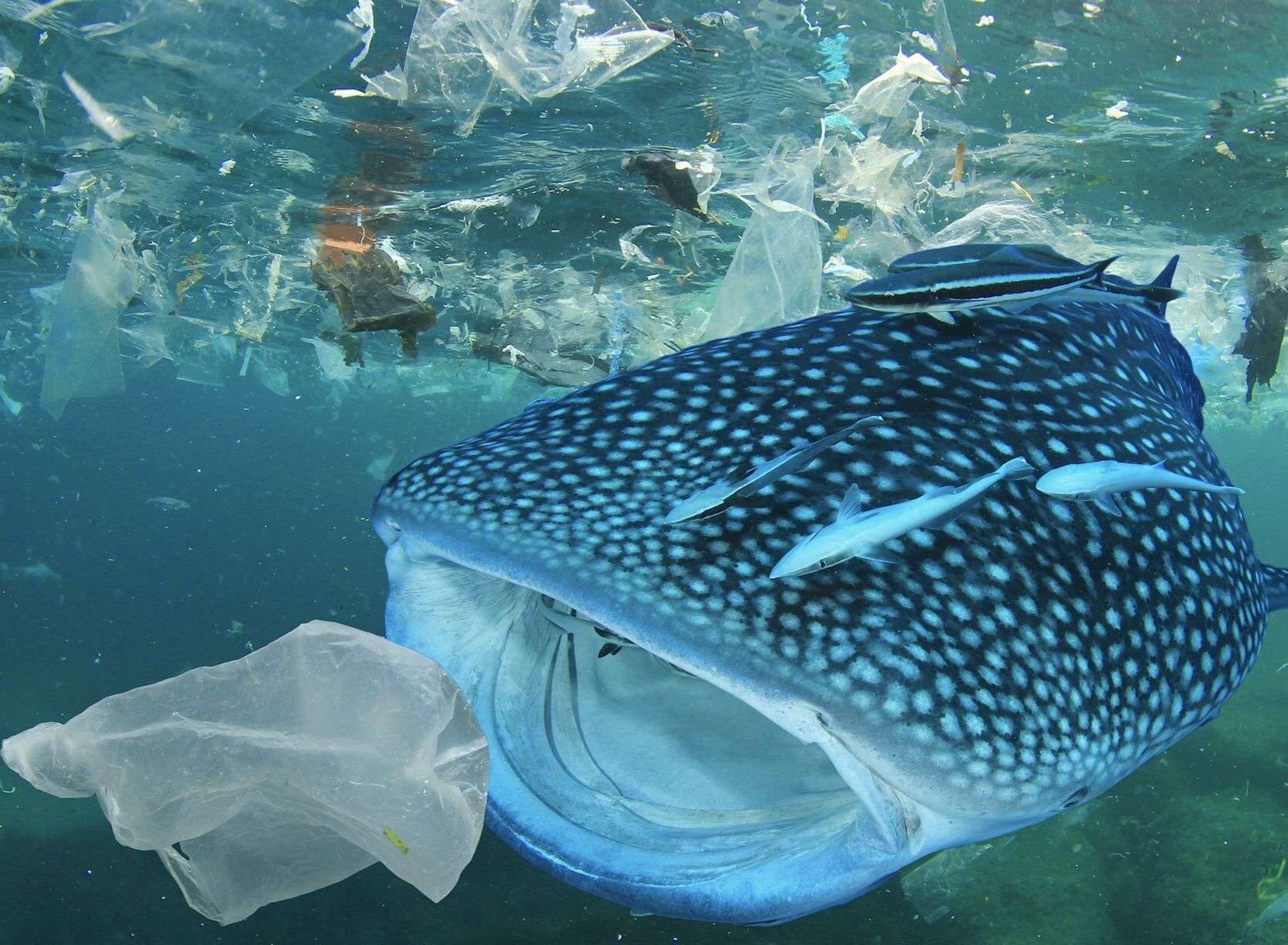 plastic and whales