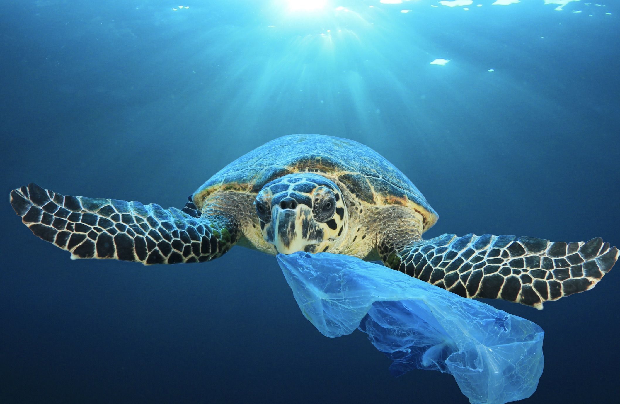 Plastic Bag Ocean Pollution